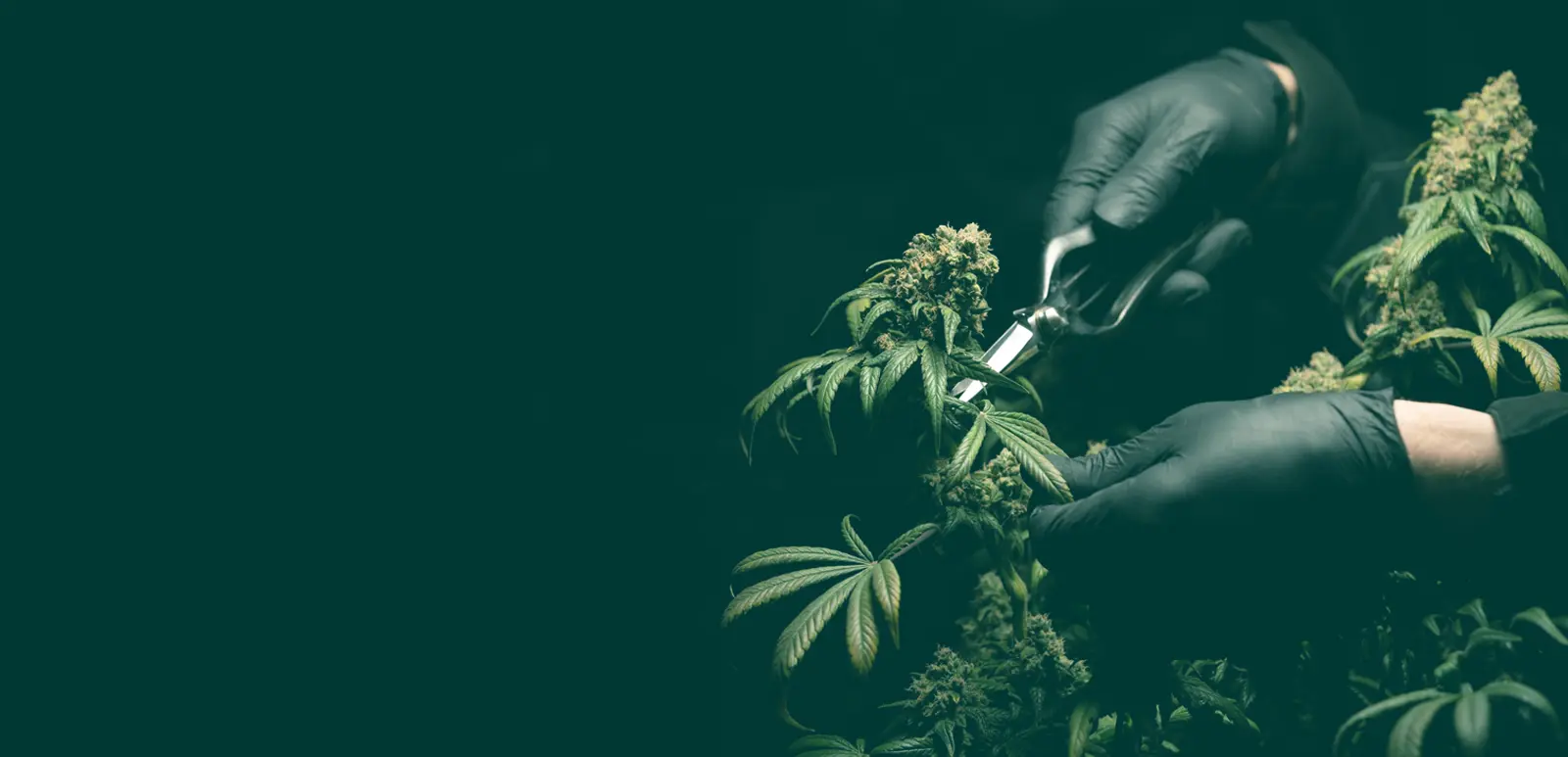 High Points Dispensary